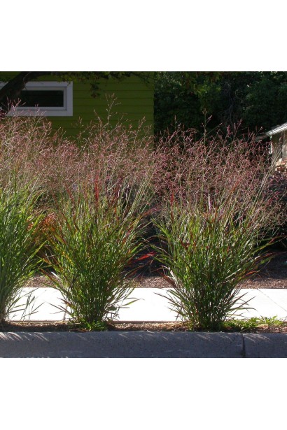 Просо прутовидне `Ханс Хермс` в бордюрній посадці